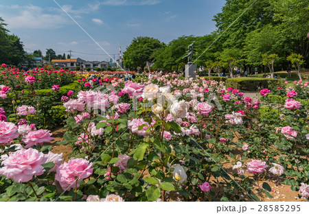 与野公園のバラ園 与野公園のバラ園 28585295