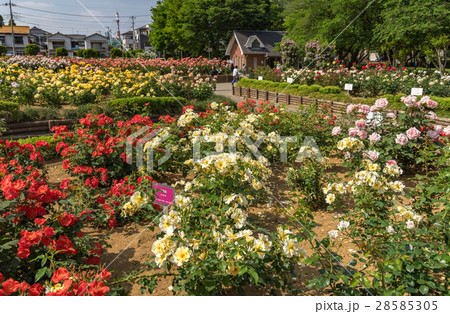 与野公園のバラ園 与野公園のバラ園 28585305