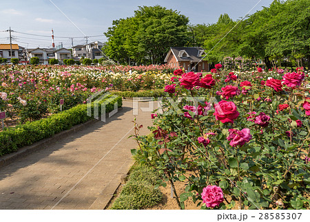 与野公園のバラ園 与野公園のバラ園 28585307