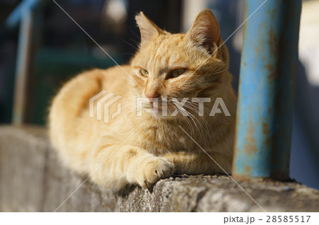 猫 28585517