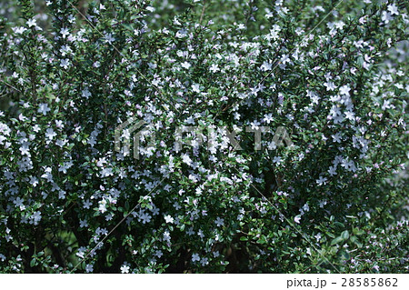 白丁花 ハクチョウゲ 花言葉は 純愛 の写真素材