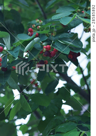 ジューンベリー 花言葉は おだやかな笑顔 の写真素材