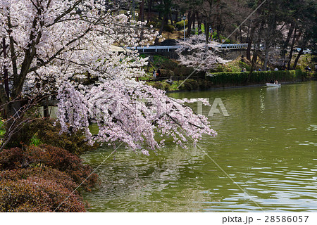 長野　須坂　臥竜公園の桜 28586057