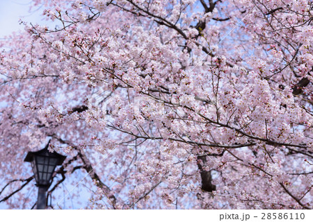 桜と街灯 28586110
