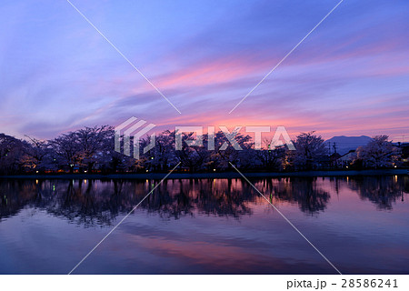 長野　須坂　臥竜公園の桜と夕焼け 28586241