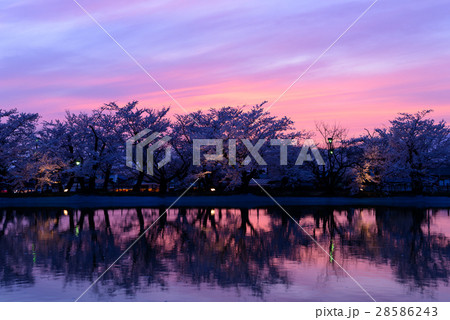 長野　須坂　臥竜公園の桜と夕焼け 28586243