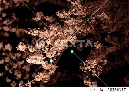 夜桜 夜桜 28586357