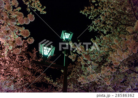 夜桜と街灯 28586362