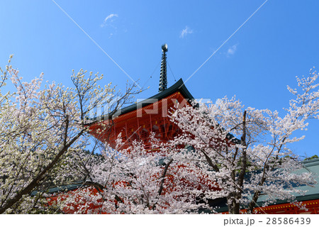 長野 善光寺雲上殿の桜の写真素材