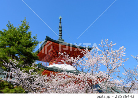 長野 善光寺雲上殿の桜 長野 善光寺雲上殿の桜 28586442