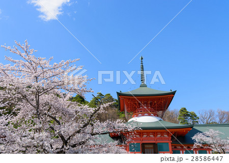 長野 善光寺雲上殿の桜 長野 善光寺雲上殿の桜 28586447