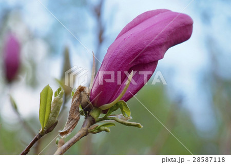 magnolia flower on the spring greens background 28587118