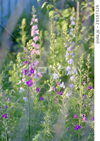 Phlox paniculata flowers 28587326