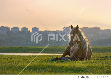 Horse sitting down Horse sitting down 28587327
