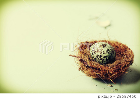 Easter egg in birds nest 28587450