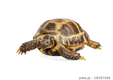 little turtle isolated on white background 28587499