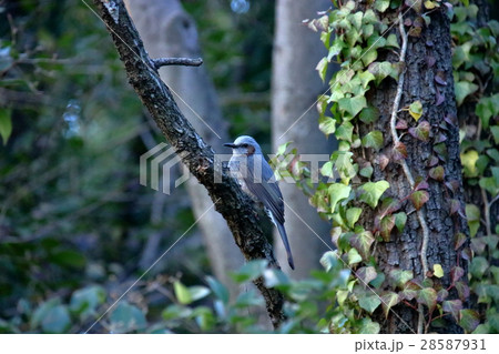 ヒヨドリ ヒヨドリ 28587931