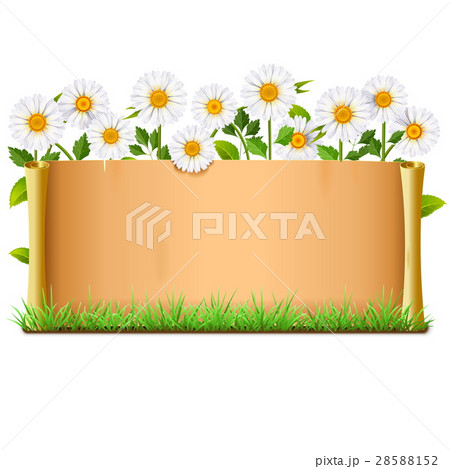 Vector Scroll with Chamomiles 28588152