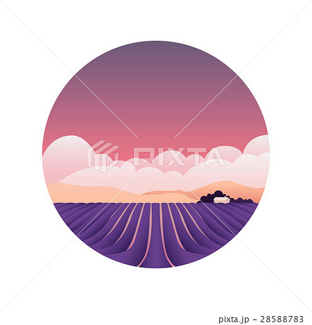 Lavender fields, Provence, France. Spring, summer. 28588783