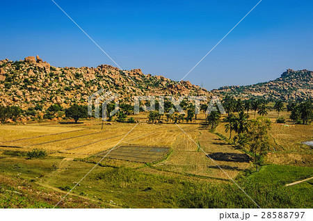 View to Rice plantation in Hampi, India 28588797