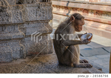 Monkey eats a coconut in the Indian temple 28588798