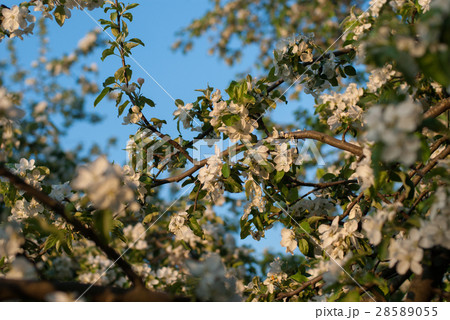 Blossoming apple branch in the spring garden 28589055