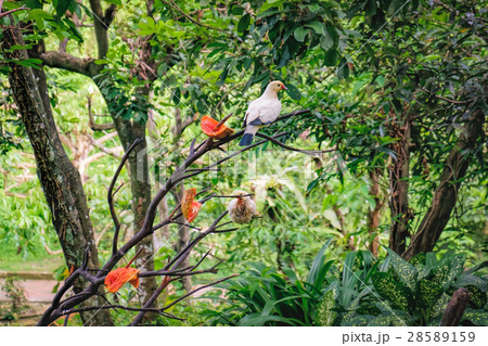 Pied Imperial Pigeons eating papaya 28589159