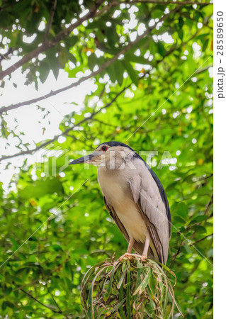Black-crowned night heron 28589650