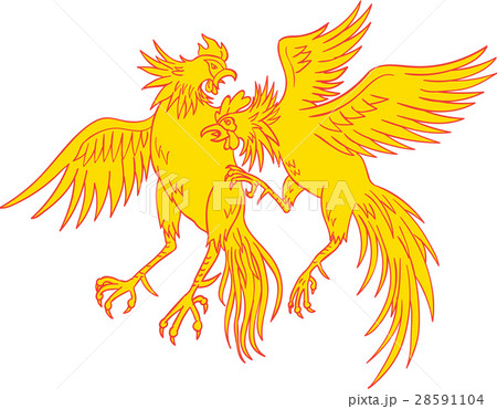 Cockfighting Roosters Cockerel Drawing 28591104