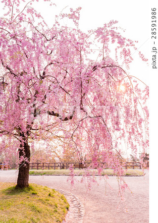満開の桜 28591986