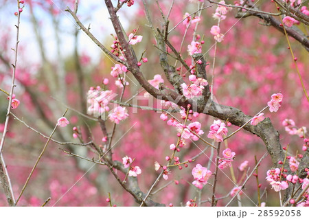 ウメの花 ウメの花 28592058