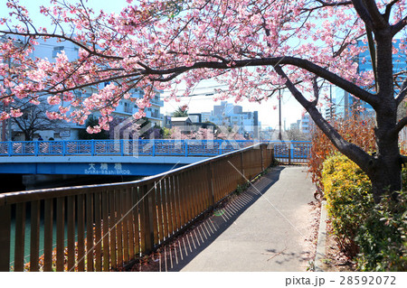 河津桜。都立木場公園東側、大横川沿い(2月)東京都江東区 河津桜。都立木場公園東側、大横川沿い(2月)東京都江東区 28592072