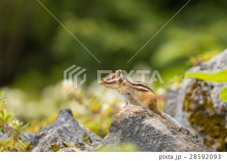 シマリス 28592093