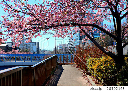 河津桜。都立木場公園東側、大横川沿い（2月）東京都江東区 28592163