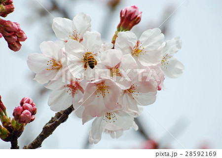 サクラ咲く　桜と蜜蜂　春の光景 28592169