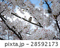サクラ咲く　満開の桜とくつろぐスズメ 28592173