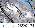 サクラ咲く　満開の桜と遠くを見つめるスズメ 28592174