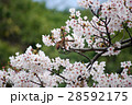 サクラ　満開の桜と覗き込むスズメ 28592175