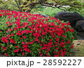 庭園に咲く色鮮やかなサツキ 28592227
