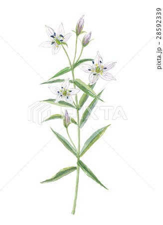 センブリ　千振 28592339