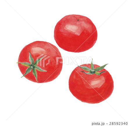 トマト トマト 28592340