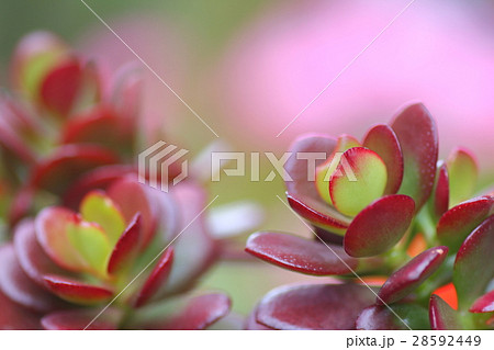 ベンケイソウ ベンケイソウ 28592449