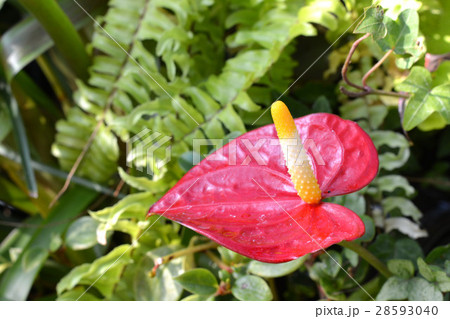 アンスリウム　観葉植物 28593040