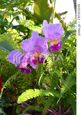 カトレア 洋ランの写真素材