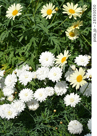 ガーデニング ガーデニング 28593050