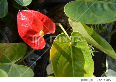 アンスリウム 観葉植物 アンスリウム 観葉植物 28593051