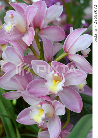 シンビジウム　洋ラン 28593072