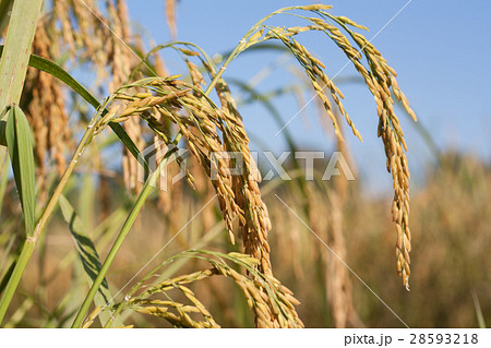 ears of corn 28593218