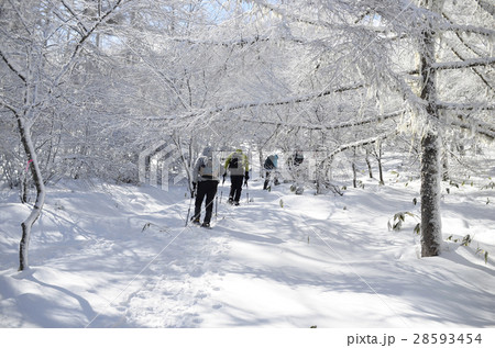 冬の晴天「入笠山」南アルプス 冬の晴天「入笠山」南アルプス 28593454