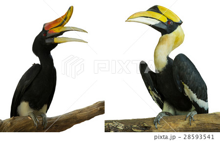 Woodpecker bird isolated background Woodpecker bird isolated background 28593541